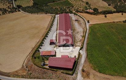 Seferihisar'da İmar Sınırında Satılık 34 Dönüm Çiftlik Arazisi