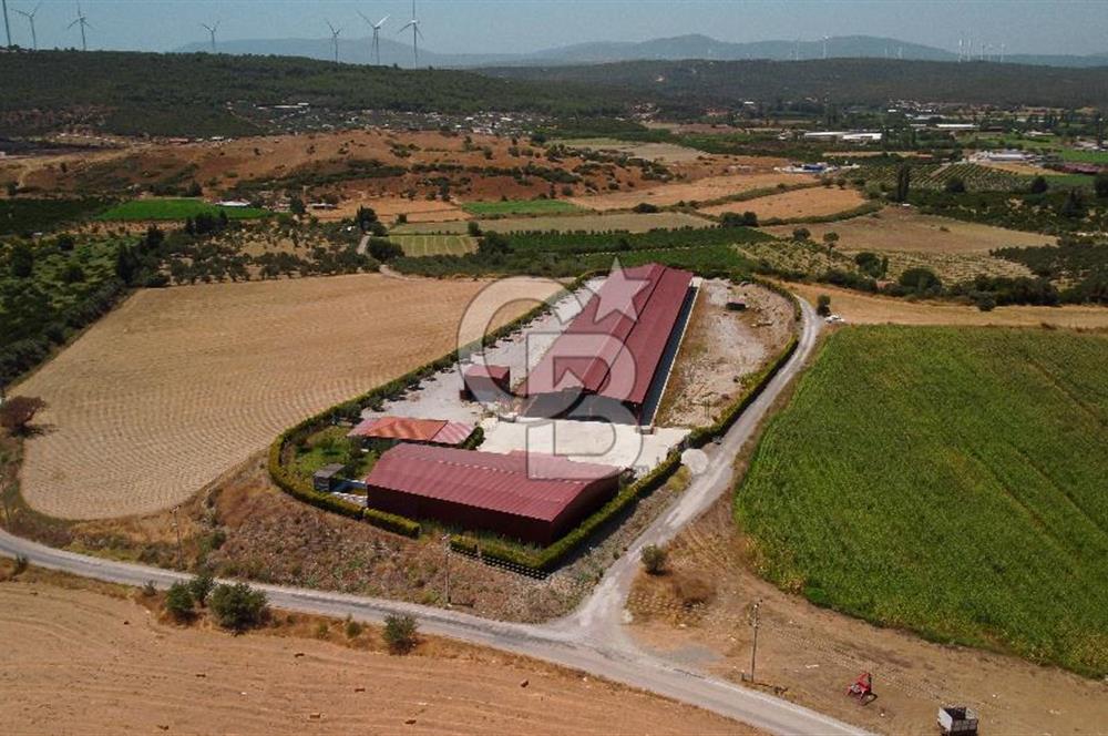 Seferihisar'da İmar Sınırında Satılık 34 Dönüm Çiftlik Arazisi