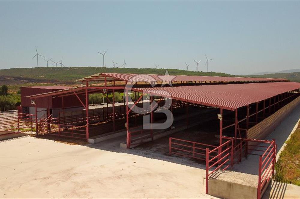 Seferihisar'da İmar Sınırında Satılık 34 Dönüm Çiftlik Arazisi