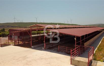 Seferihisar'da İmar Sınırında Satılık 34 Dönüm Çiftlik Arazisi
