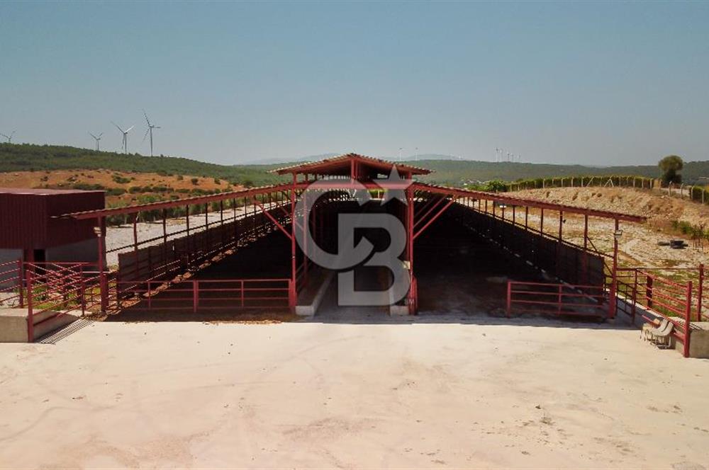Seferihisar'da İmar Sınırında Satılık 34 Dönüm Çiftlik Arazisi