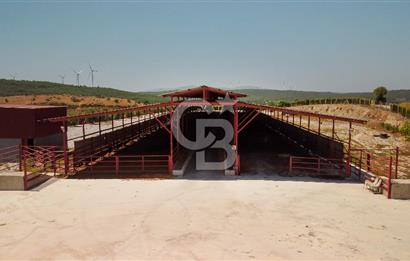 Seferihisar'da İmar Sınırında Satılık 34 Dönüm Çiftlik Arazisi
