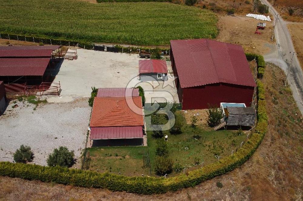Seferihisar'da İmar Sınırında Satılık 34 Dönüm Çiftlik Arazisi