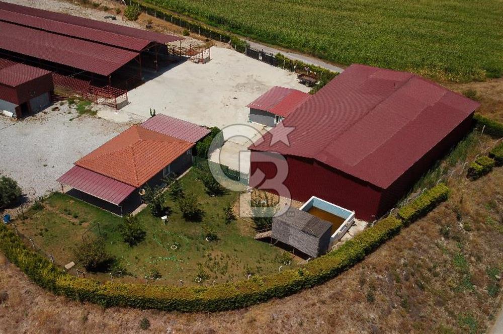 Seferihisar'da İmar Sınırında Satılık 34 Dönüm Çiftlik Arazisi