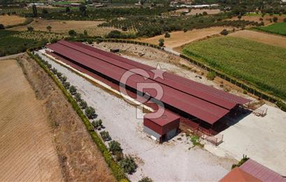 Seferihisar'da İmar Sınırında Satılık 34 Dönüm Çiftlik Arazisi