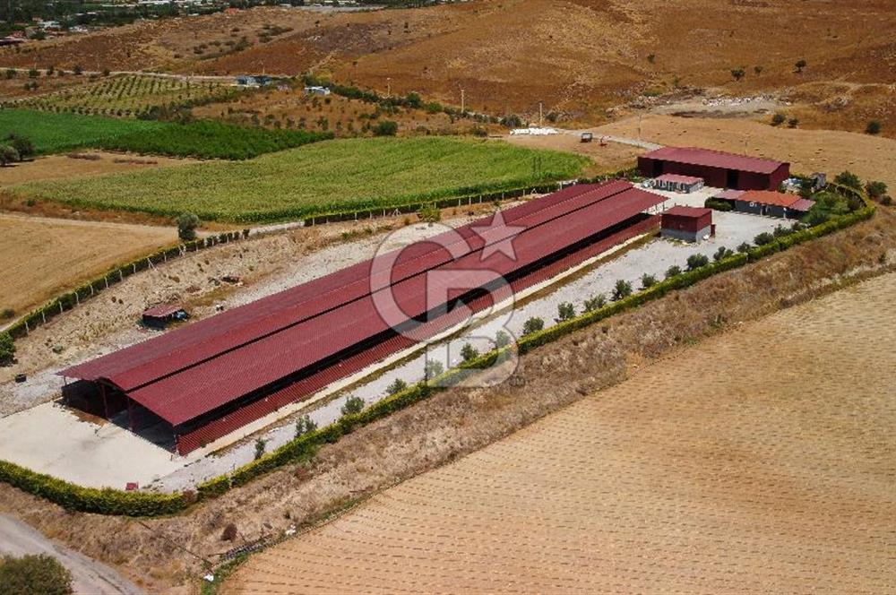 Seferihisar'da İmar Sınırında Satılık 34 Dönüm Çiftlik Arazisi