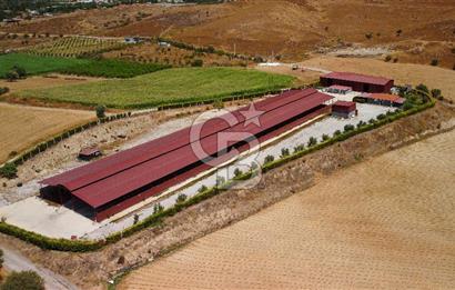 Seferihisar'da İmar Sınırında Satılık 34 Dönüm Çiftlik Arazisi