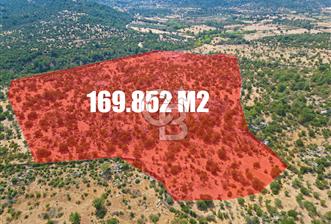 MERKEZ EZİNE ÜSKÜFÇÜ KÖYÜNDE 170 DÖNÜM SATILIK TARLA