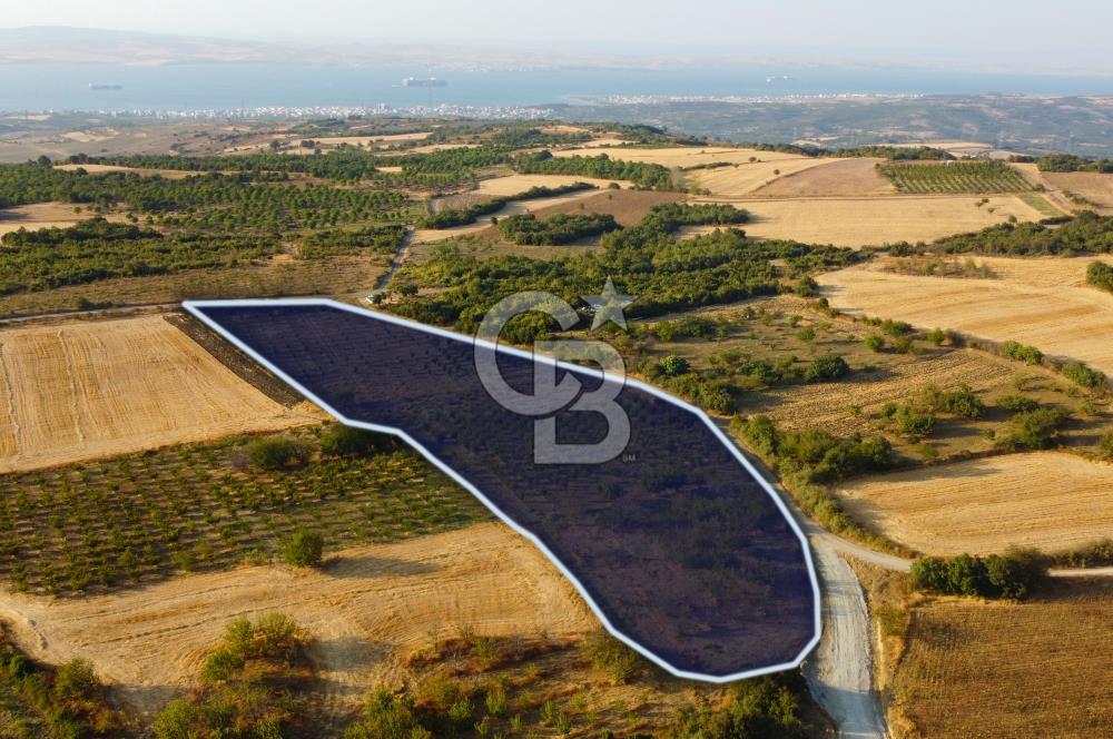Çanakkale Lapseki İlyasköy Boğaz ve Köprü Manzara 14.276m² Tarla