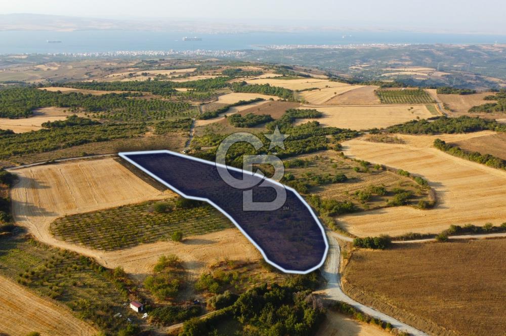 Çanakkale Lapseki İlyasköy Boğaz ve Köprü Manzara 14.276m² Tarla