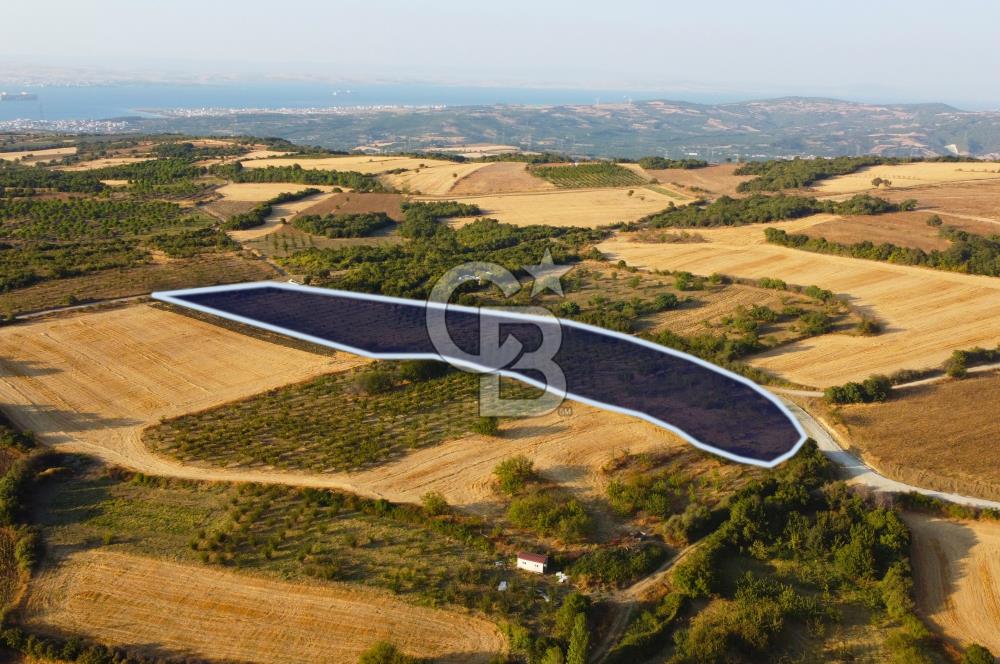 Çanakkale Lapseki İlyasköy Boğaz ve Köprü Manzara 14.276m² Tarla
