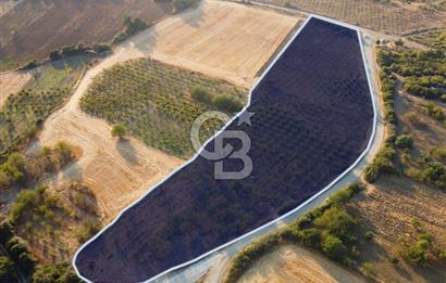 Çanakkale Lapseki İlyasköy Boğaz ve Köprü Manzara 14.276m² Tarla