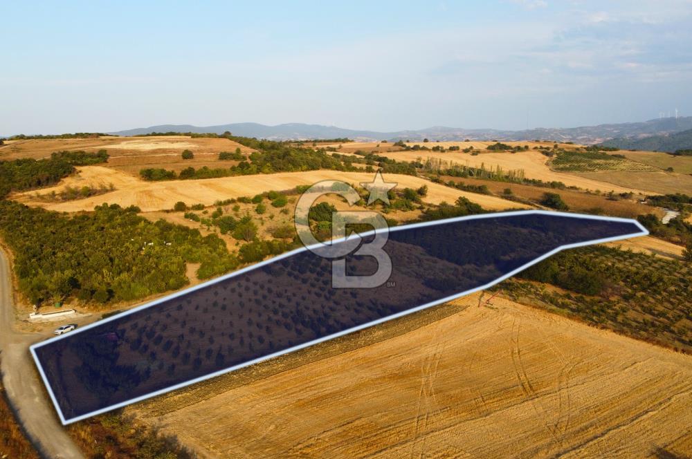 Çanakkale Lapseki İlyasköy Boğaz ve Köprü Manzara 14.276m² Tarla