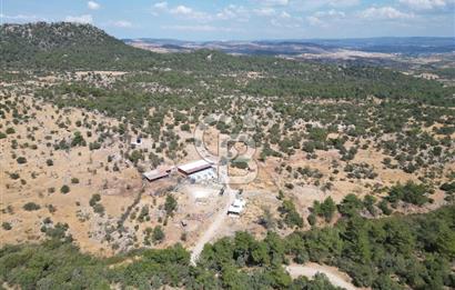 MERKEZ EZİNE ÜSKÜFÇÜ KÖYÜNDE 170 DÖNÜM SATILIK TARLA