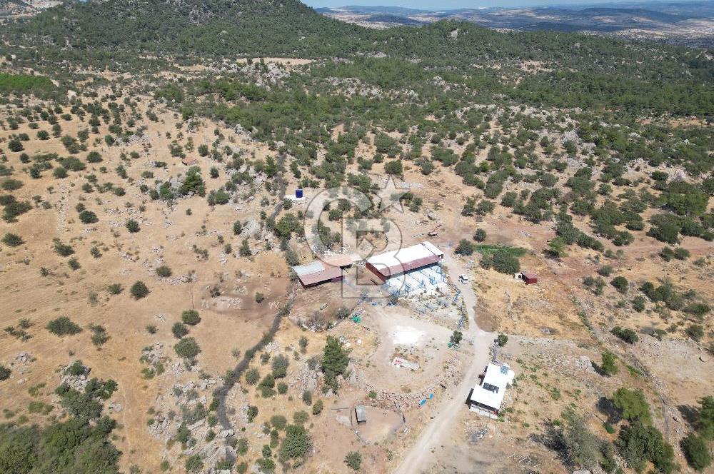 MERKEZ EZİNE ÜSKÜFÇÜ KÖYÜNDE 170 DÖNÜM SATILIK TARLA