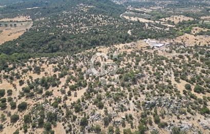 MERKEZ EZİNE ÜSKÜFÇÜ KÖYÜNDE 170 DÖNÜM SATILIK TARLA