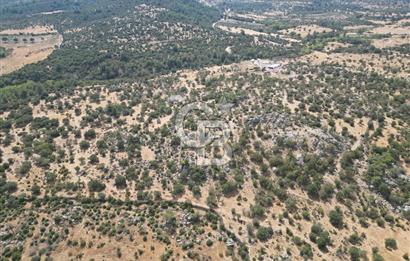 MERKEZ EZİNE ÜSKÜFÇÜ KÖYÜNDE 170 DÖNÜM SATILIK TARLA