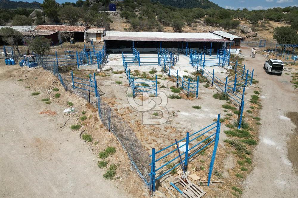 MERKEZ EZİNE ÜSKÜFÇÜ KÖYÜNDE 170 DÖNÜM SATILIK TARLA