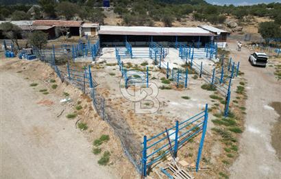 MERKEZ EZİNE ÜSKÜFÇÜ KÖYÜNDE 170 DÖNÜM SATILIK TARLA