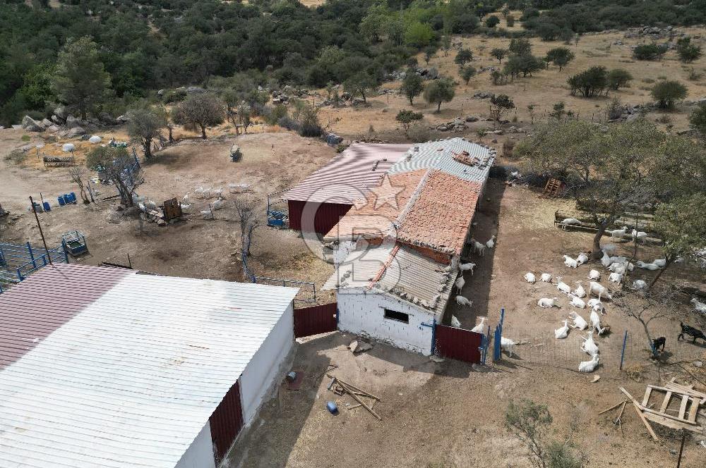 MERKEZ EZİNE ÜSKÜFÇÜ KÖYÜNDE 170 DÖNÜM SATILIK TARLA