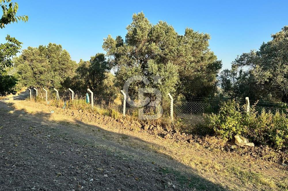 Bursa İli Orhangazi Aşıpınarı Mevkiinde Satılık Zeytinlik. 