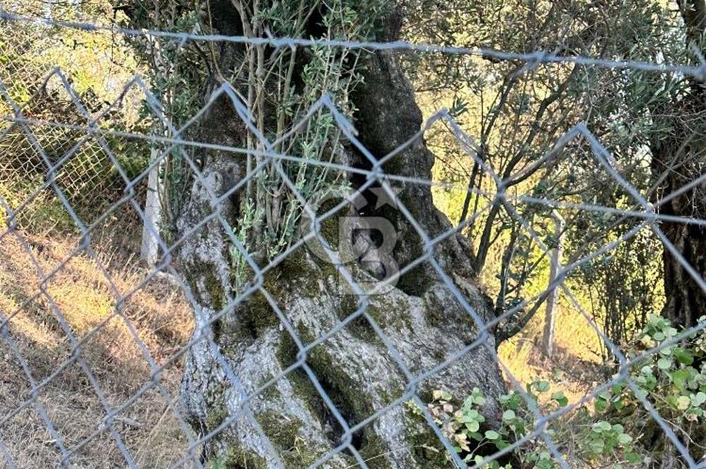 Bursa İli Orhangazi Aşıpınarı Mevkiinde Satılık Zeytinlik. 