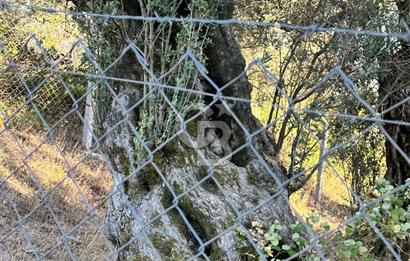 Bursa İli Orhangazi Aşıpınarı Mevkiinde Satılık Zeytinlik. 