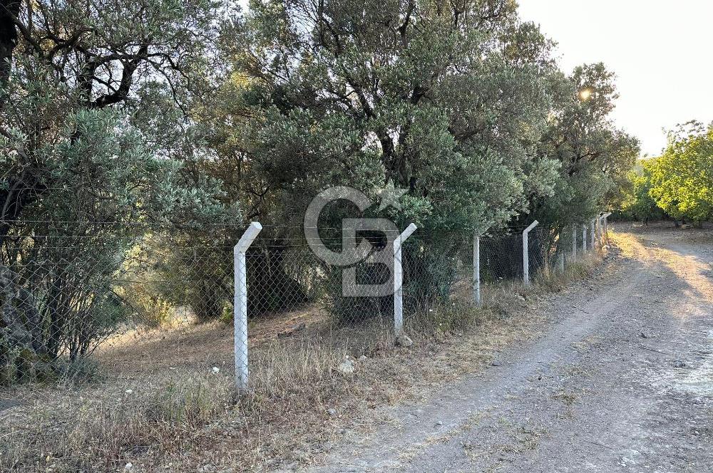 Bursa İli Orhangazi Aşıpınarı Mevkiinde Satılık Zeytinlik. 