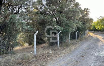 Bursa İli Orhangazi Aşıpınarı Mevkiinde Satılık Zeytinlik. 