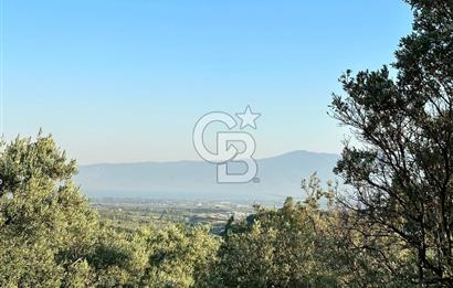 Bursa İli Orhangazi Aşıpınarı Mevkiinde Satılık Zeytinlik. 