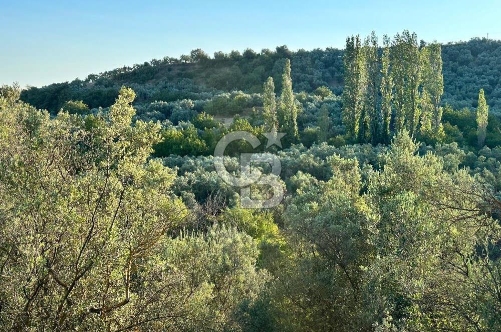 Bursa İli Orhangazi Aşıpınarı Mevkiinde Satılık Zeytinlik. 