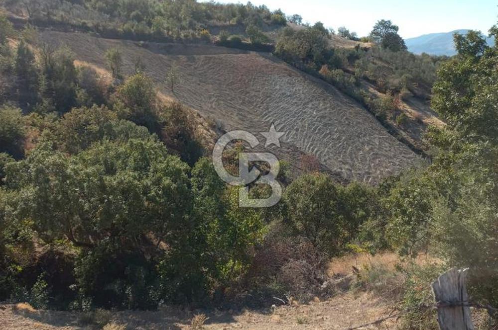 Bergama'da Köye Yürüme Mesafesinde Satılık Fırsat Tarla