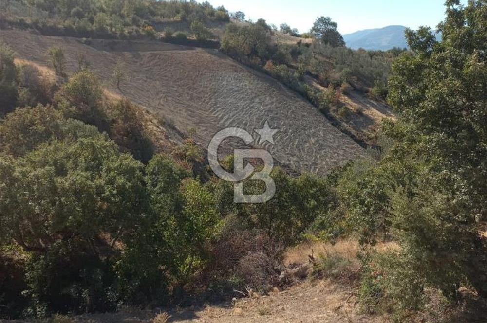 Bergama'da Köye Yürüme Mesafesinde Satılık Fırsat Tarla