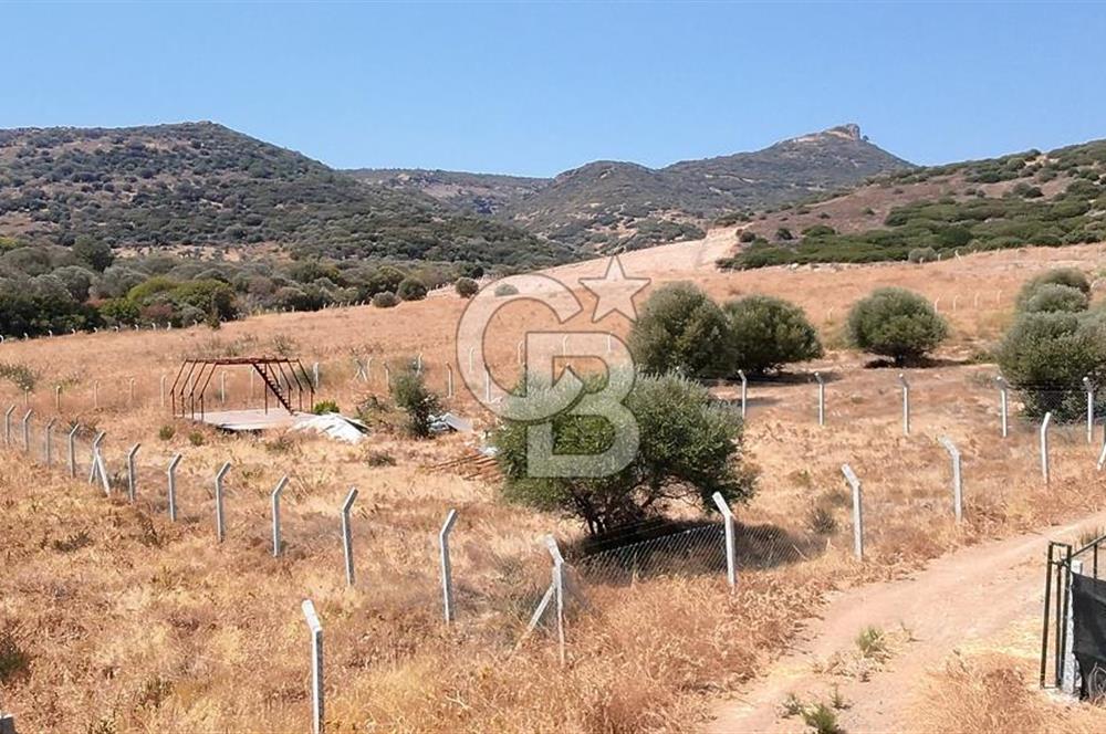 Foça Yenibağarası Satılık Tarla