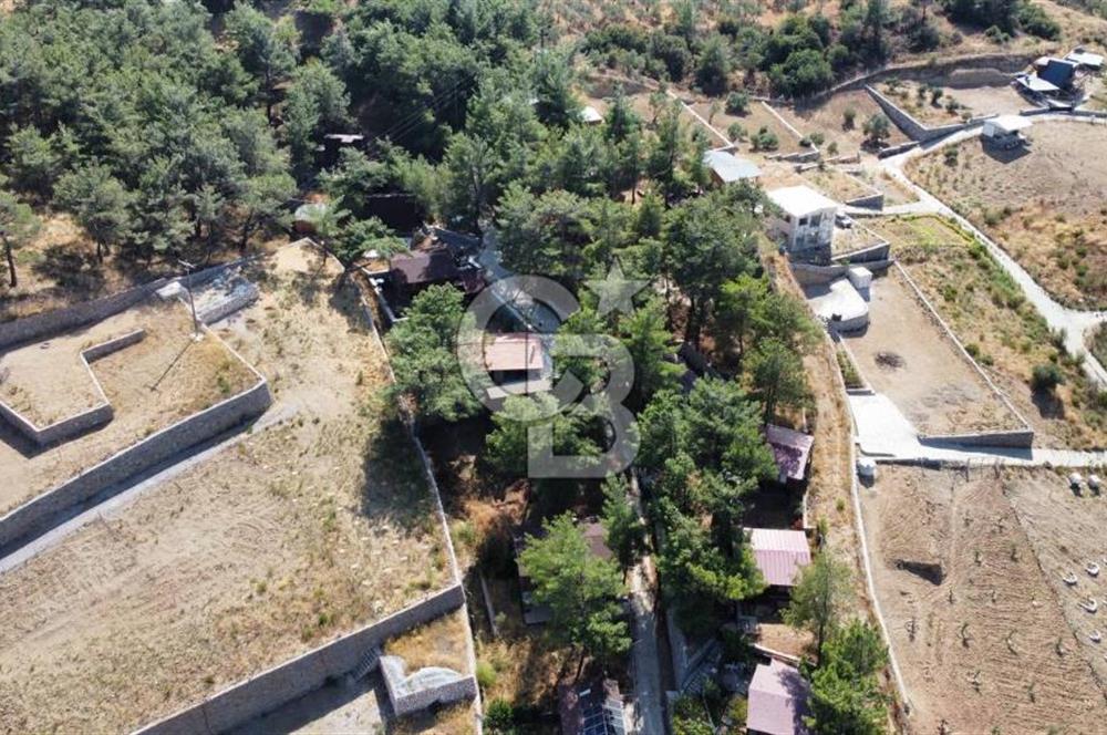CUMALI DA NİF KÖYE KOMŞU YOLU ELEKTRİĞİ HAZIR SATILIK ZEYTİNLİK 