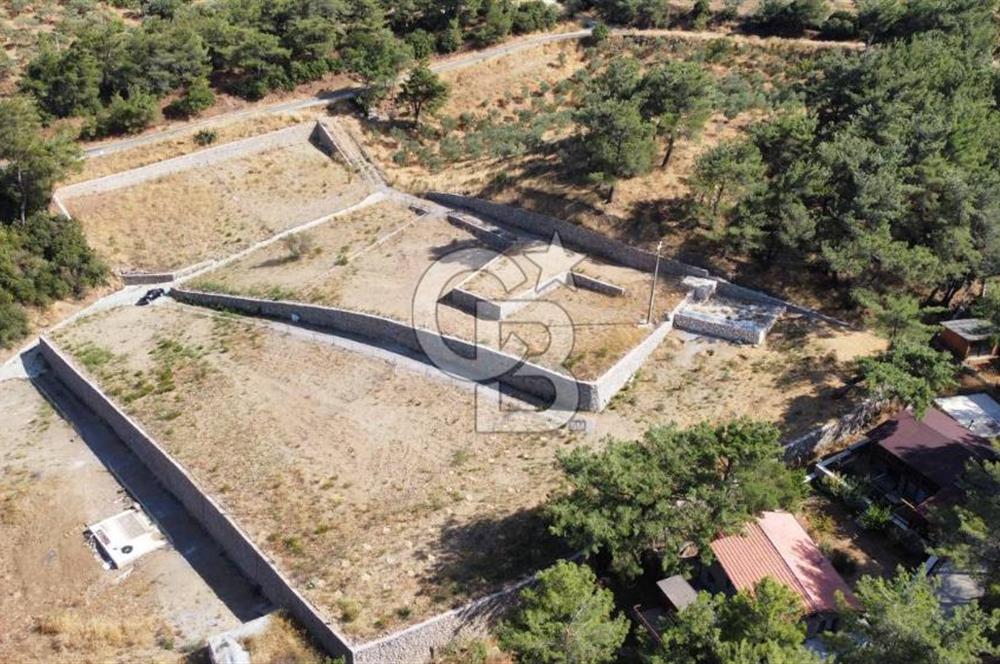 CUMALI DA NİF KÖYE KOMŞU YOLU ELEKTRİĞİ HAZIR SATILIK ZEYTİNLİK 