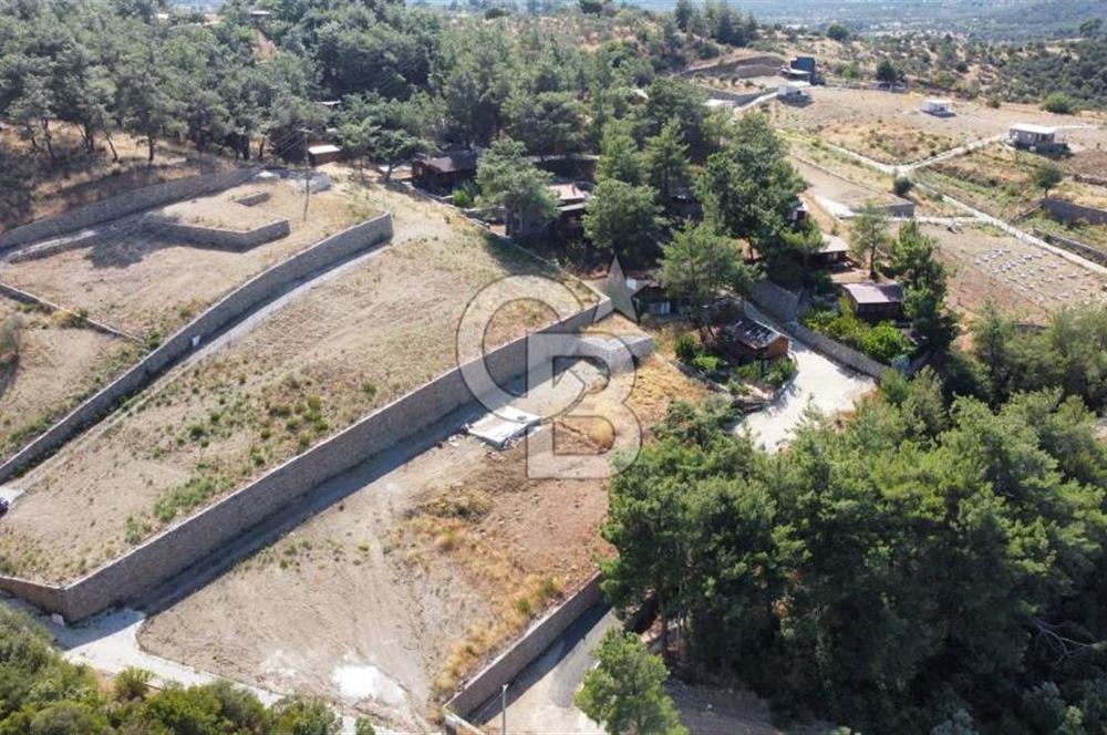 CUMALI DA NİF KÖYE KOMŞU YOLU ELEKTRİĞİ HAZIR SATILIK ZEYTİNLİK 