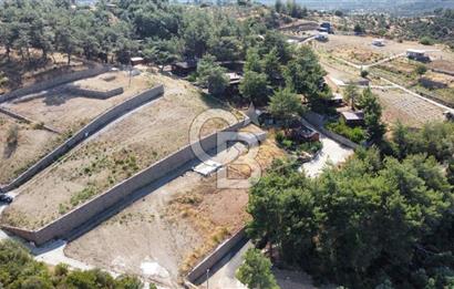 CUMALI DA NİF KÖYE KOMŞU YOLU ELEKTRİĞİ HAZIR SATILIK ZEYTİNLİK 