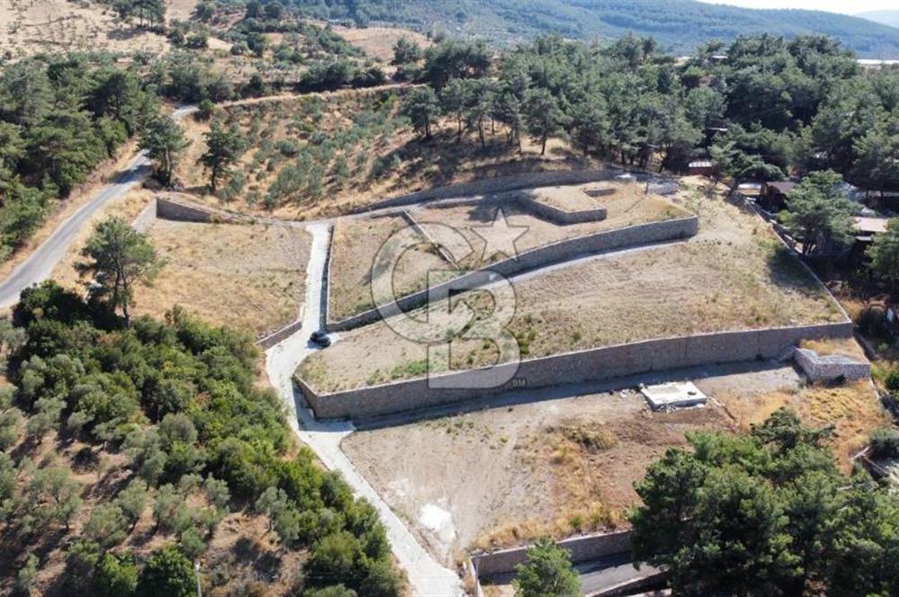 CUMALI DA NİF KÖYE KOMŞU YOLU ELEKTRİĞİ HAZIR SATILIK ZEYTİNLİK 