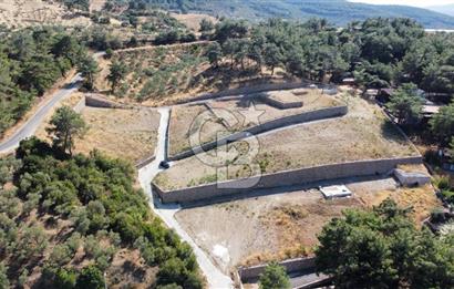 CUMALI DA NİF KÖYE KOMŞU YOLU ELEKTRİĞİ HAZIR SATILIK ZEYTİNLİK 