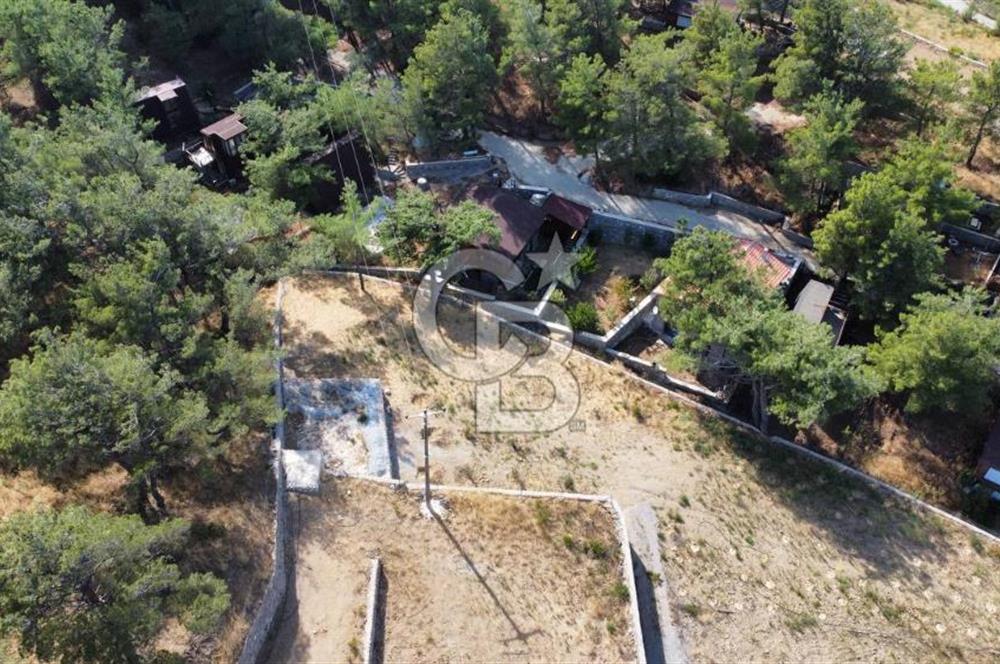CUMALI DA NİF KÖYE KOMŞU YOLU ELEKTRİĞİ HAZIR SATILIK ZEYTİNLİK 