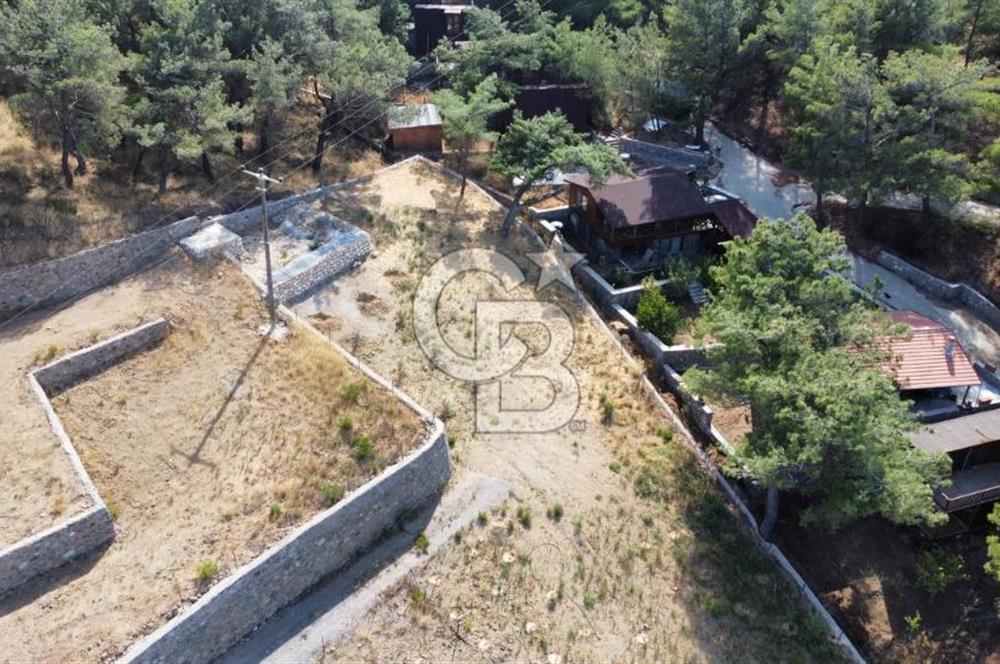 CUMALI DA NİF KÖYE KOMŞU YOLU ELEKTRİĞİ HAZIR SATILIK ZEYTİNLİK 