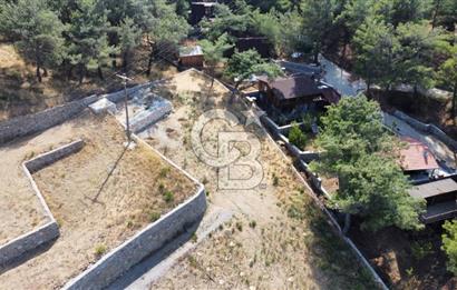 CUMALI DA NİF KÖYE KOMŞU YOLU ELEKTRİĞİ HAZIR SATILIK ZEYTİNLİK 
