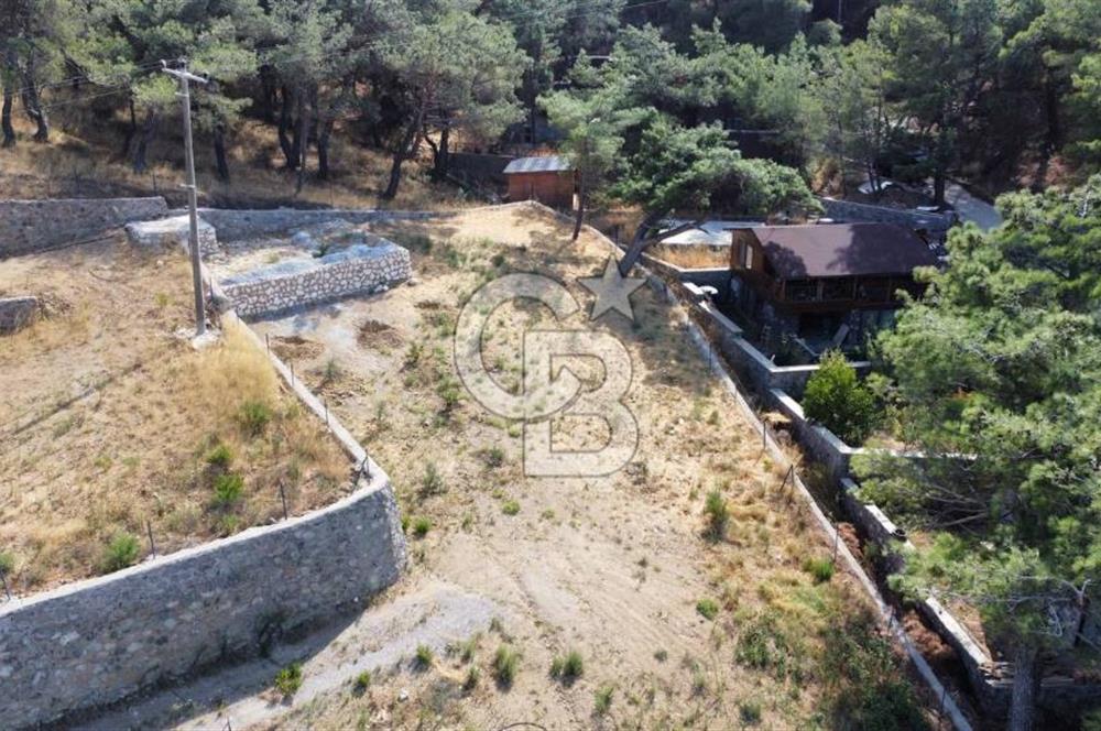 CUMALI DA NİF KÖYE KOMŞU YOLU ELEKTRİĞİ HAZIR SATILIK ZEYTİNLİK 
