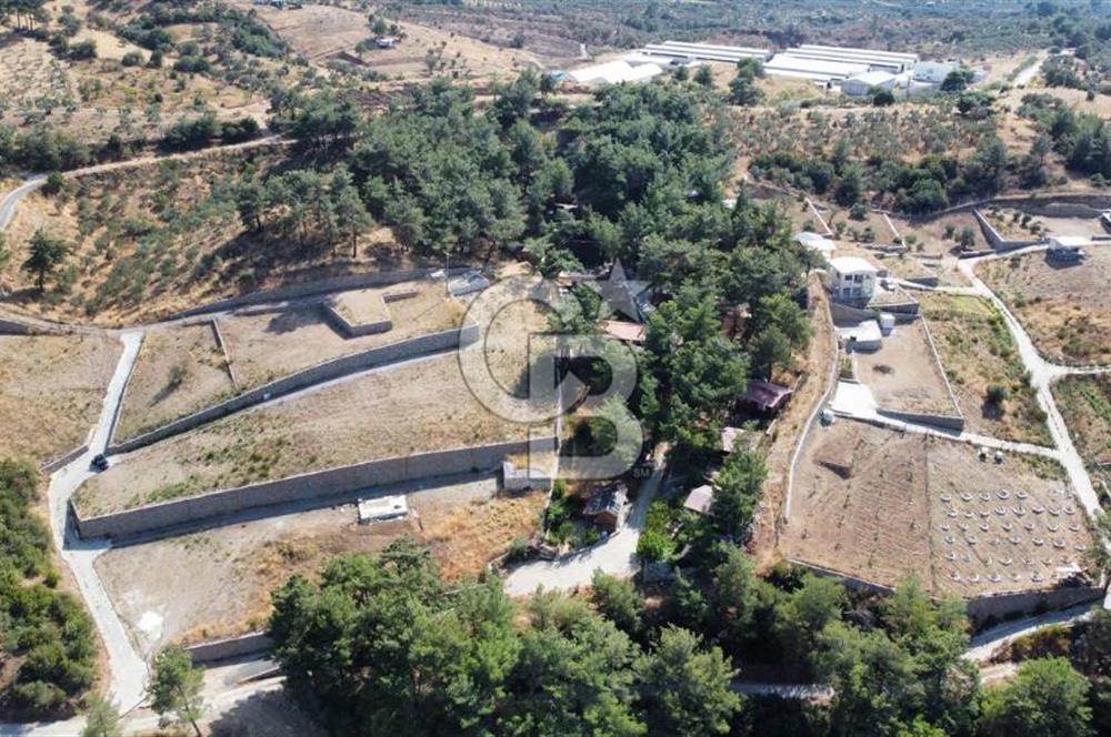 CUMALI DA NİF KÖYE KOMŞU YOLU ELEKTRİĞİ HAZIR SATILIK ZEYTİNLİK 