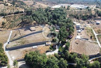 CUMALI DA NİF KÖYE KOMŞU YOLU ELEKTRİĞİ HAZIR SATILIK ZEYTİNLİK 