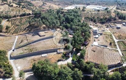 CUMALI DA NİF KÖYE KOMŞU YOLU ELEKTRİĞİ HAZIR SATILIK ZEYTİNLİK 