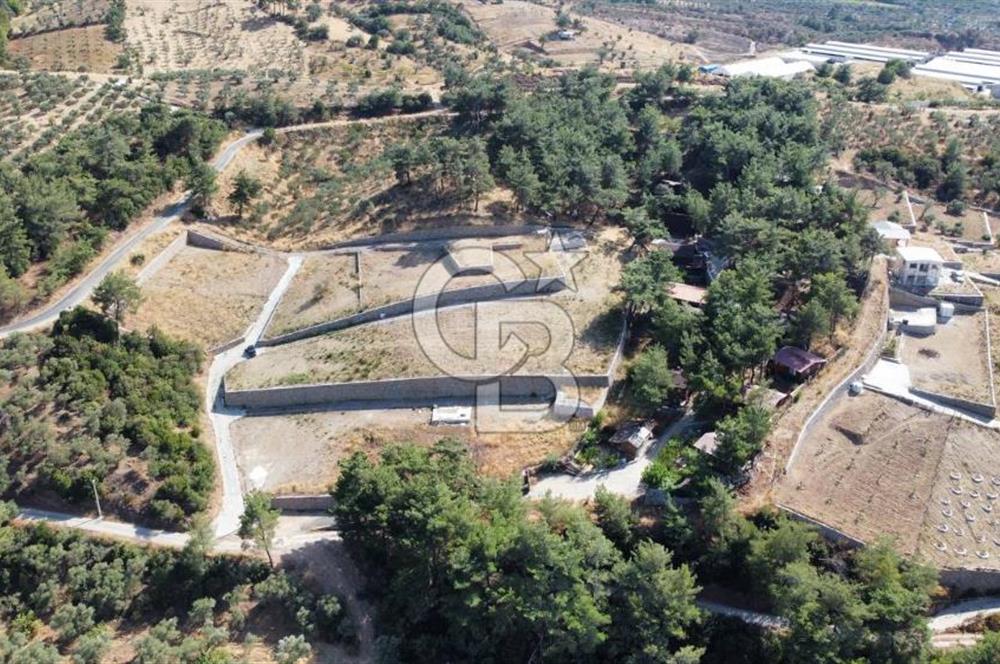 CUMALI DA NİF KÖYE KOMŞU YOLU ELEKTRİĞİ HAZIR SATILIK ZEYTİNLİK 