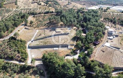 CUMALI DA NİF KÖYE KOMŞU YOLU ELEKTRİĞİ HAZIR SATILIK ZEYTİNLİK 
