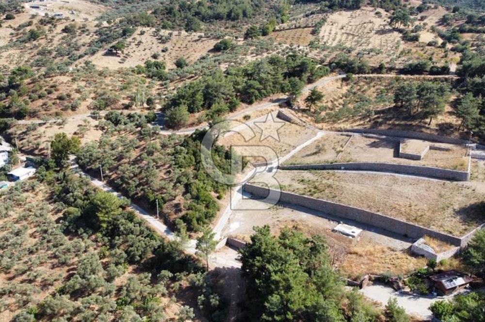 CUMALI DA NİF KÖYE KOMŞU YOLU ELEKTRİĞİ HAZIR SATILIK ZEYTİNLİK 